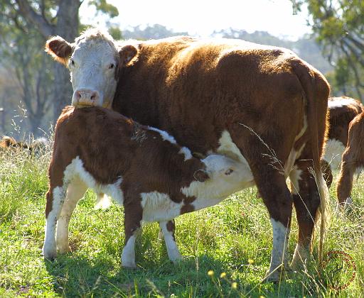 Cow and Calf 9P27D-28.JPG